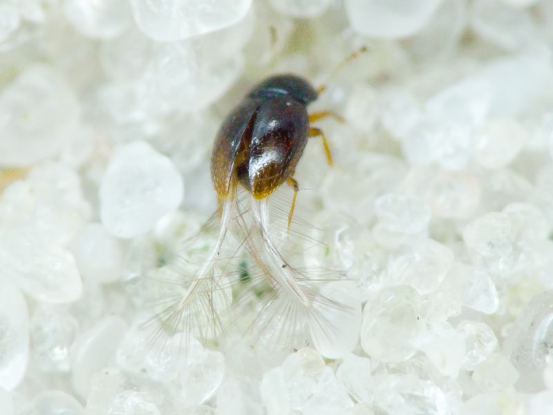 Ptiliidae Erichson, 1845